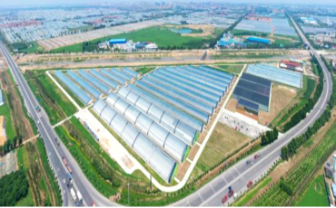 中國500強建設(shè)銀行蔬菜小鎮(zhèn)、番茄小鎮(zhèn)